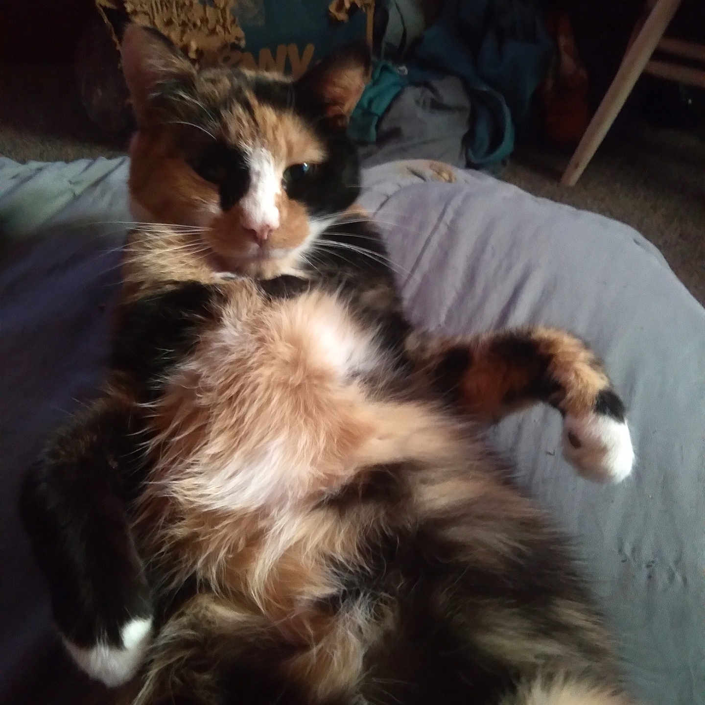 Patches is registered to the contest to win money with this photo: bed, calico_cat, cardboard_box, carpet, cat, clothing, cozy, domestic_animal, ear, feline, fluffy, fur, indoor, lying_down, paw, pet, relaxed, resting, tail, whiskers