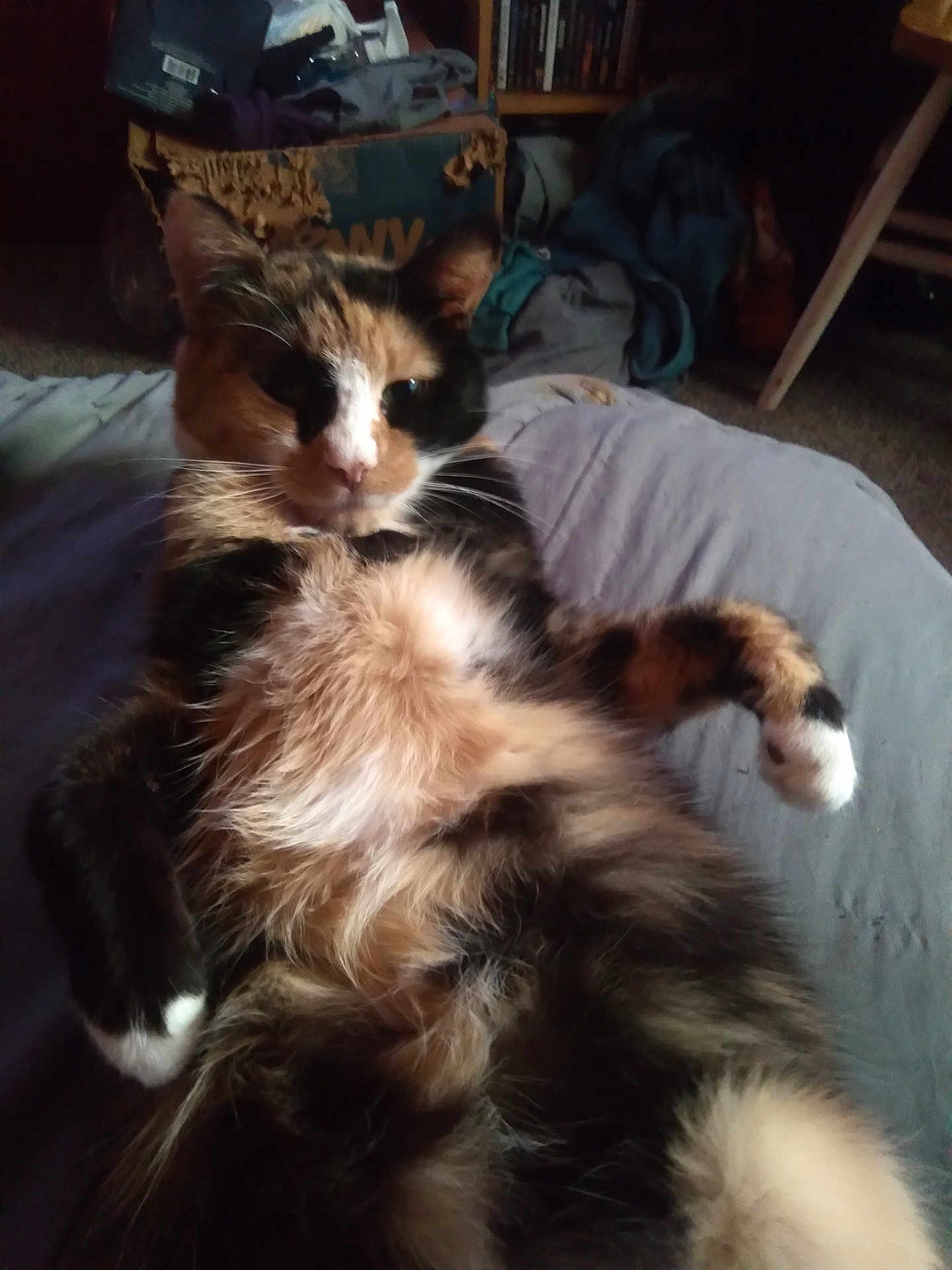 Patches is registered to the contest to win money with this photo: cat, calico_cat, fluffy, lying_down, bed, indoor, relaxed, feline, pet, whiskers, clothing, cardboard_box, carpet, fur, paw, ear, tail, domestic_animal, resting, cozy