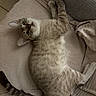 cat, kitten, pet, animal, feline, lying_down, upside_down, wide_eyed, whiskers, ears, paws, striped_tail, cream_fur, tabby, blanket, couch, cushion, indoor, relaxed, portrait