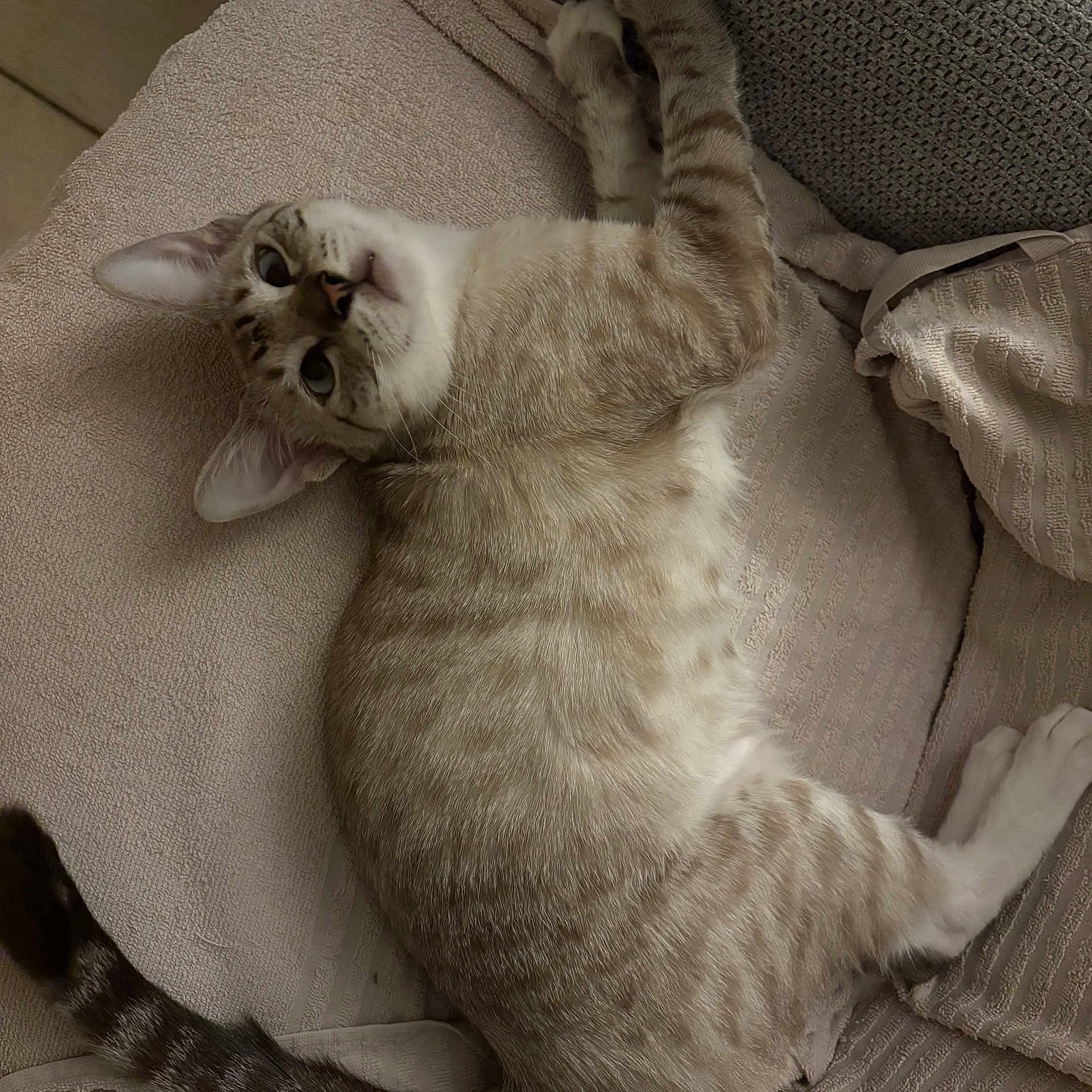 Nala participe au concours pour gagner de l'argent avec cette photo : cat, kitten, pet, animal, feline, lying_down, upside_down, wide_eyed, whiskers, ears, paws, striped_tail, cream_fur, tabby, blanket, couch, cushion, indoor, relaxed, portrait