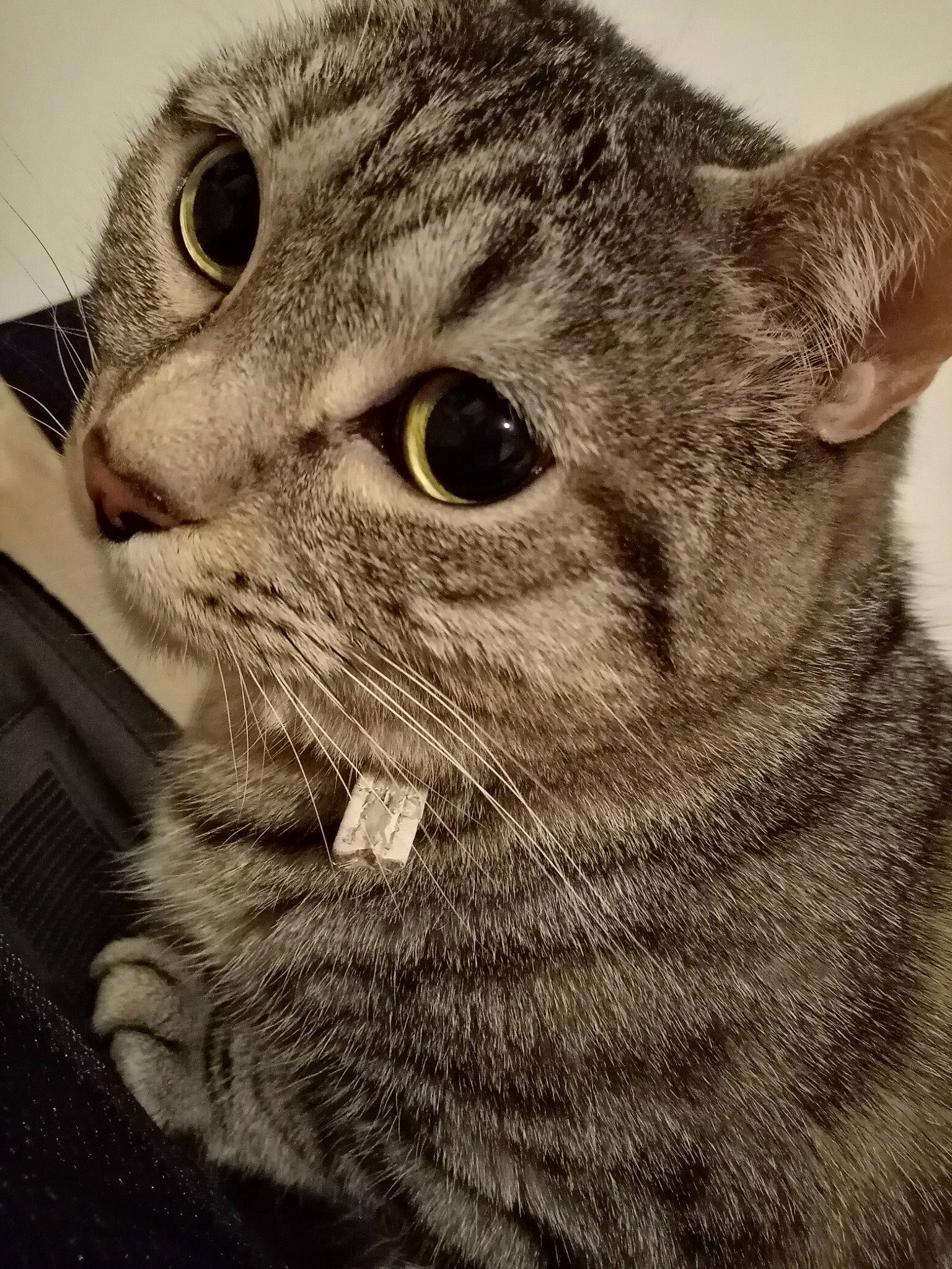 Noisette participe au concours pour gagner de l'argent avec cette photo : art, carnivore, cat, close_up, domestic_short_haired_cat, ear, felidae, fur, grey, iris, monochrome, monochrome_photography, small_to_medium_sized_cats, snout, terrestrial_animal, whiskers, wildlife