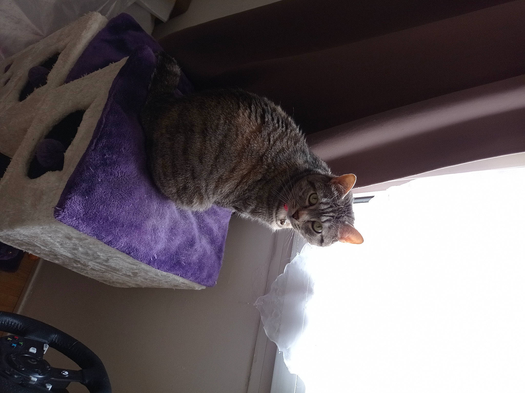 Noisette a rejoint le concours — aidez-le/la à gagner de superbes lots ! carnivore, cat, comfort, domestic_short_haired_cat, electric_blue, felidae, fur, grey, magenta, pattern, plant, small_to_medium_sized_cats, tail, thread, tree, whiskers, window, wool, woolen, woven_fabric