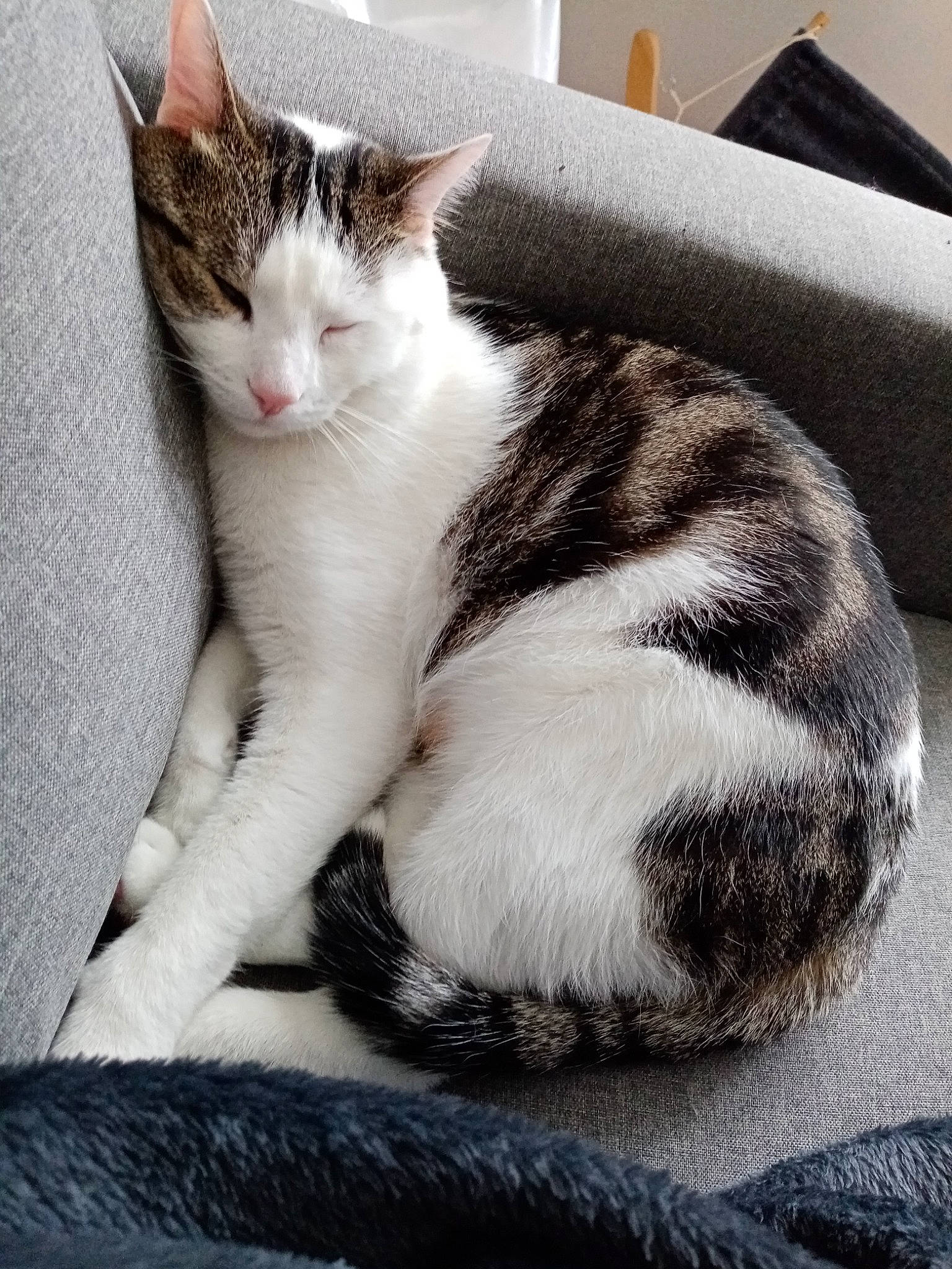 Ricky a rejoint le concours — aidez-le/la à gagner de superbes lots ! box, carnivore, cat, claw, comfort, domestic_short_haired_cat, felidae, foot, fur, grey, human_leg, nap, paw, sitting, small_to_medium_sized_cats, snout, tail, whiskers, window, wood