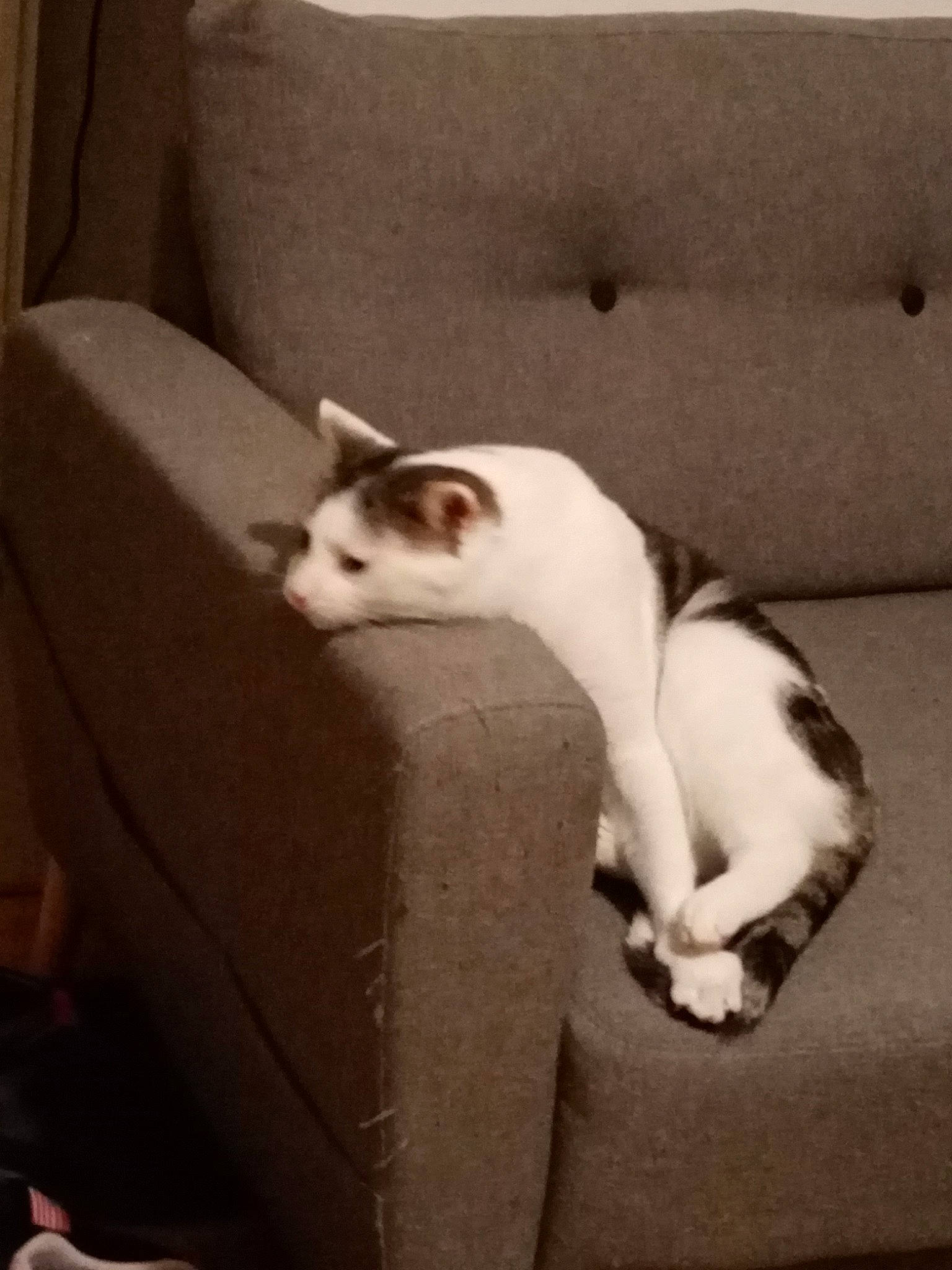 Ricky participe au concours pour gagner de l'argent avec cette photo : carnivore, cat, comfort, couch, darkness, domestic_short_haired_cat, fawn, felidae, fur, human_leg, monochrome_photography, paw, room, sitting, small_to_medium_sized_cats, snout, tail, terrestrial_animal, whiskers, wood