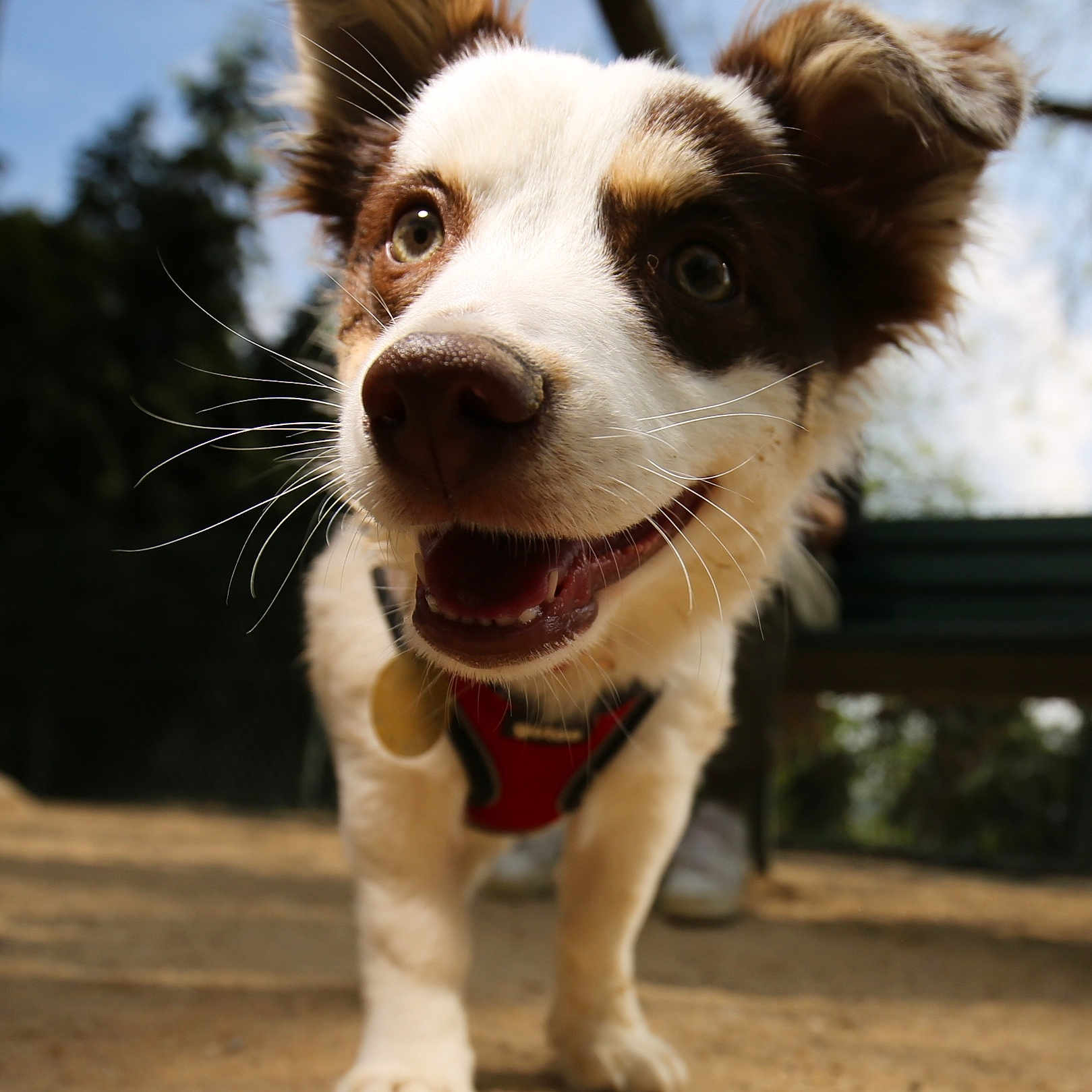 Piadina a rejoint le concours — aidez-le/la à gagner de superbes lots ! accessories, animal, bodypart, canine, chihuahua, cockerspaniel, collie, dog, hound, husky, leash, mouth, papillon, person, pet, pointer, puppy, snout, strap, terrier