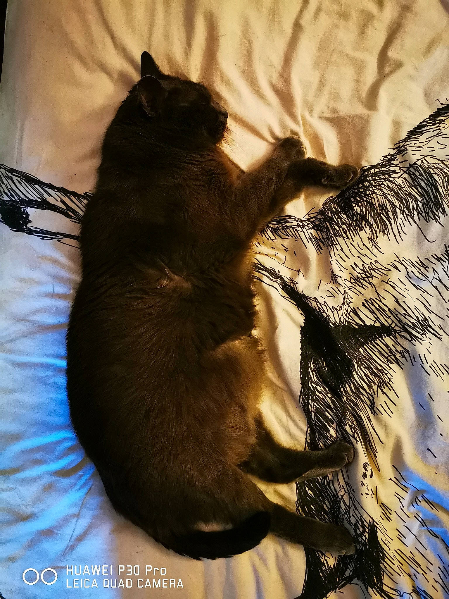 Igloo participe au concours pour gagner de l'argent avec cette photo : burmese, carnivore, cat, fawn, felidae, small_to_medium_sized_cats, tail, whiskers