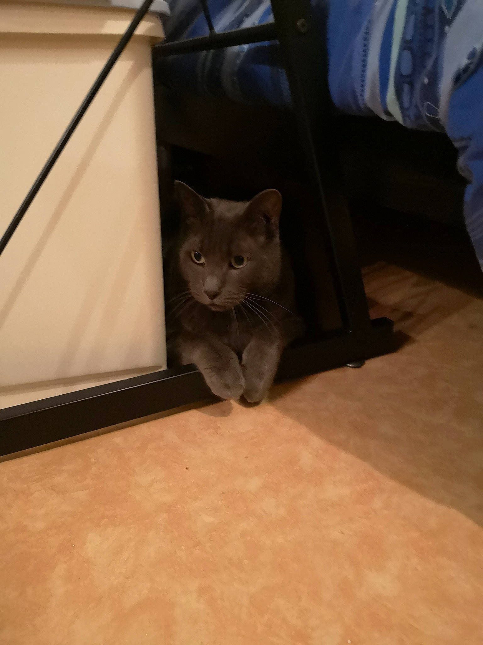 Igloo a rejoint le concours — aidez-le/la à gagner de superbes lots ! asian, british_shorthair, carnivore, cat, chartreux, domestic_short_haired_cat, european_shorthair, eye, fawn, felidae, floor, flooring, fur, kitten, korat, mammal, russian_blue, small_to_medium_sized_cats, snout, whiskers