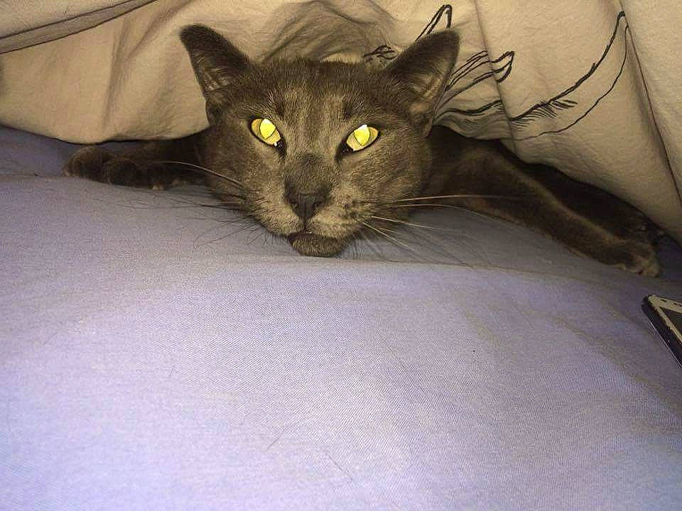 Igloo a rejoint le concours — aidez-le/la à gagner de superbes lots ! asian, black_cat, burmese, carnivore, cat, domestic_short_haired_cat, eye, felidae, kitten, korat, mammal, oriental_longhair, small_to_medium_sized_cats, snout, whiskers