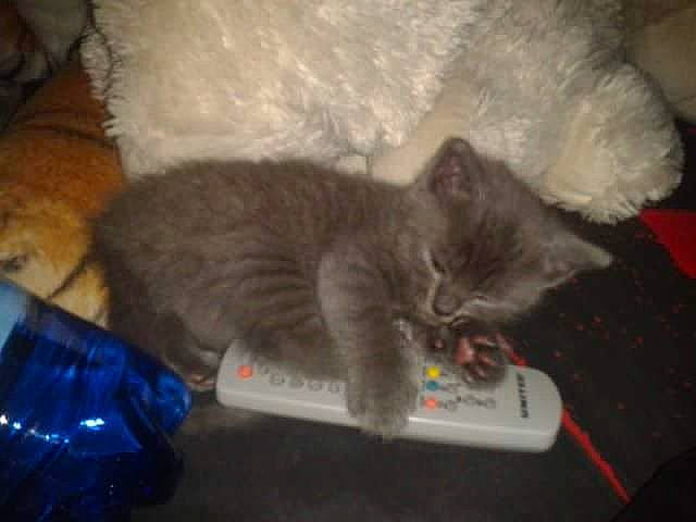 Igloo a rejoint le concours — aidez-le/la à gagner de superbes lots ! asian, british_shorthair, carnivore, cat, chartreux, domestic_short_haired_cat, european_shorthair, felidae, kitten, korat, mammal, nebelung, norwegian_forest_cat, russian_blue, small_to_medium_sized_cats, tail, turkish_angora, whiskers