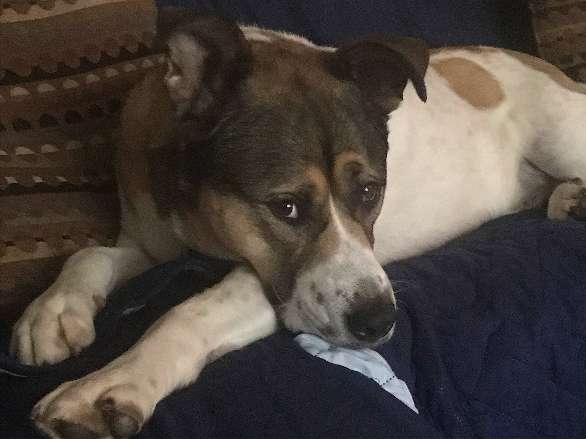 Christopher is registered to the contest to win money with this photo: canidae, carnivore, companion_dog, danish_swedish_farmdog, dog, dog_breed, feist, mammal, rare_breed_dog, rat_terrier, smooth_fox_terrier, snout, vertebrate, whiskers