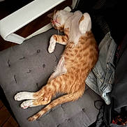 Caramel participe au concours pour gagner de l'argent avec cette photo : cat, chair, clothing, cozy, cushion, denim, domestic, feline, fur, ginger_cat, indoor, jacket, paw, pet, relaxed, resting, sleeping, tail, white_cat, wooden_floor
