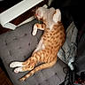 cat, chair, clothing, cozy, cushion, denim, domestic, feline, fur, ginger_cat, indoor, jacket, paw, pet, relaxed, resting, sleeping, tail, white_cat, wooden_floor