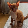 kitten, cat, orange_cat, white_cat, pet, indoor, curious, small, young, fur, whiskers, ears, blue_eyes, texture, fabric, curtain, floor, natural_light, cute, heart_emoji