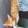 Caramel participe au concours pour gagner de l'argent avec cette photo : animal, cat, chair, cozy, cute, denim, domestic_animal, feline, fur, ginger_cat, gray_cushion, indoor, peaceful, pet, pink_paw_pads, relaxation, resting, sleeping, stretching, white_paws