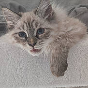 Bibou a rejoint le concours — aidez-le/la à gagner de superbes lots ! kitten, cat, blue_eyes, fluffy, pet, animal, indoor, cat_tree, relaxed, cute, whiskers, fur, playful, paw, young, mammal, domestic, feline, resting, cozy