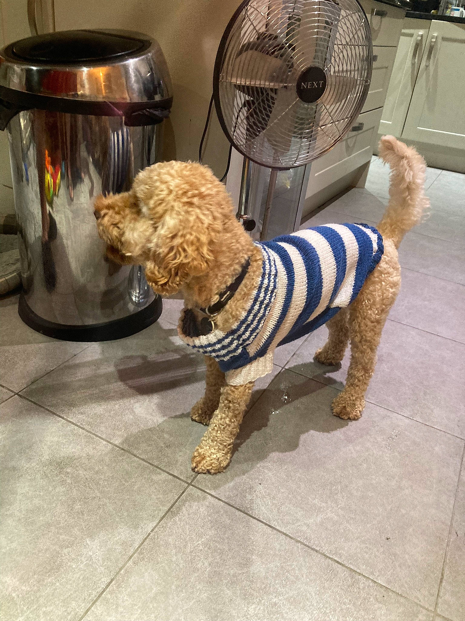 Geoffrey is registered to the contest to win money with this photo: canidae, carnivore, collar, companion_dog, dog, dog_breed, dog_clothes, dog_collar, dog_supply, electric_fan, fashion_accessory, flooring, fur, leash, mechanical_fan, pet_supply, poodle, sporting_group, toy_dog, working_animal