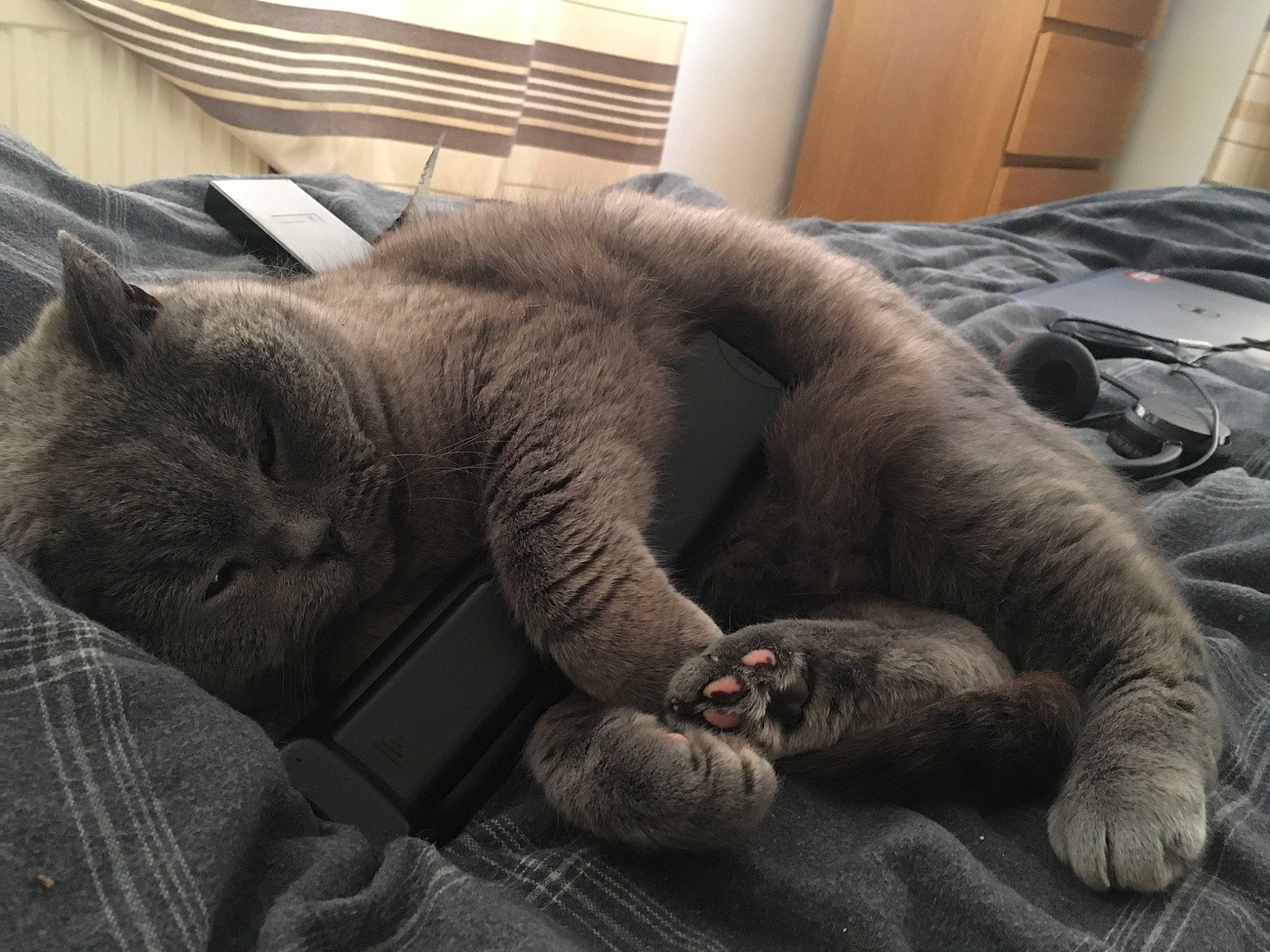 Pickle joined the competition — help win amazing prizes! carnivore, cat, claw, comfort, domestic_short_haired_cat, door, felidae, fur, grey, linens, nap, paw, room, russian_blue, sleep, small_to_medium_sized_cats, snout, tail, terrestrial_animal, whiskers