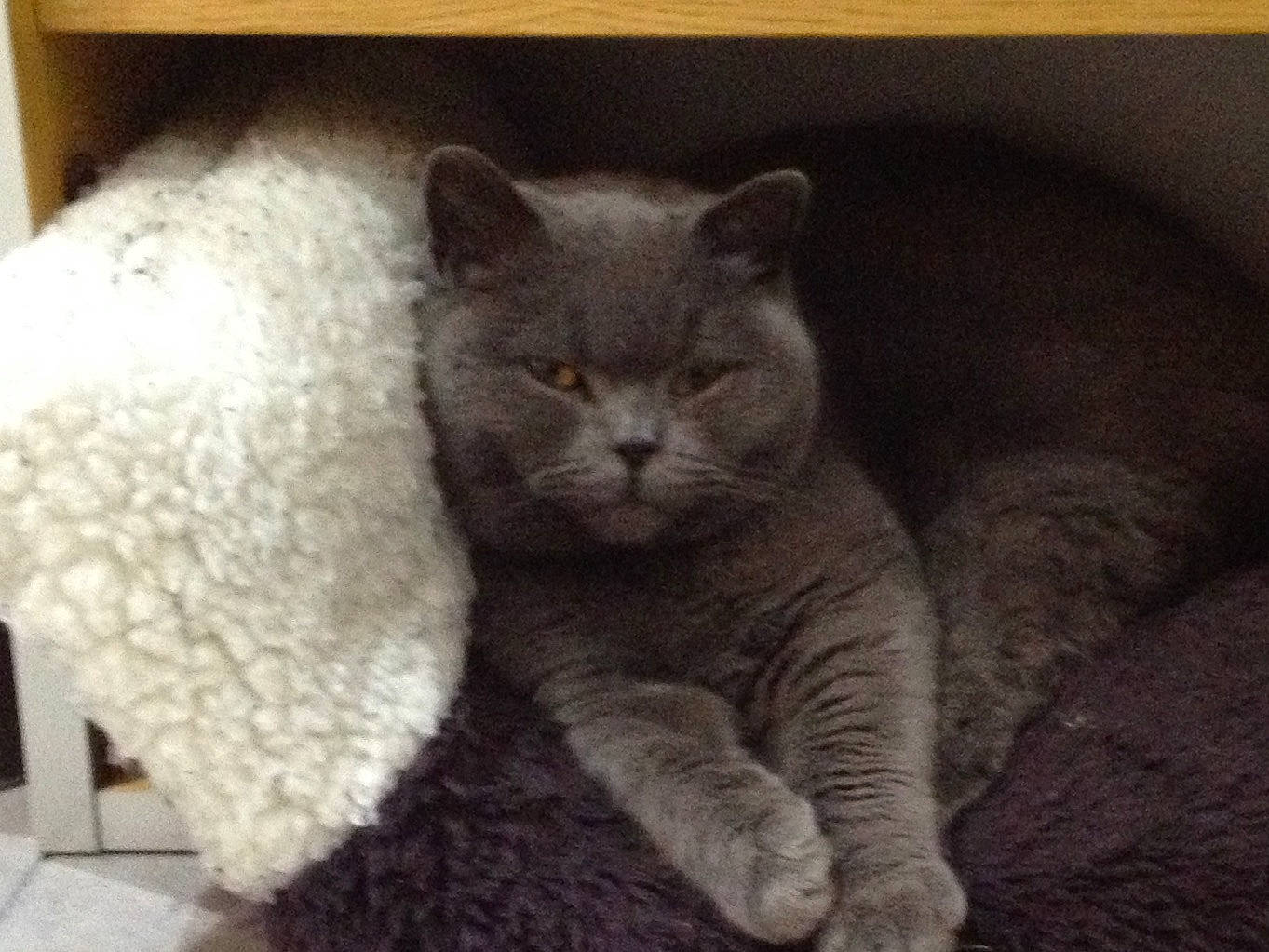 Pickle is registered to the contest to win money with this photo: carnivore, cat, cat_supply, claw, comfort, domestic_short_haired_cat, eye, felidae, fur, grey, mammal, paw, photo_caption, russian_blue, small_to_medium_sized_cats, snout, tail, terrestrial_animal, whiskers, window