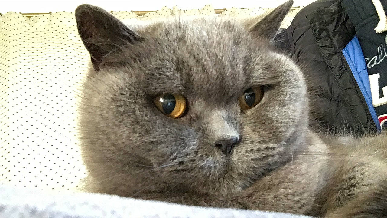 Pickle is registered to the contest to win money with this photo: carnivore, cat, domestic_short_haired_cat, felidae, fur, grey, russian_blue, small_to_medium_sized_cats, snout, terrestrial_animal, whiskers, window