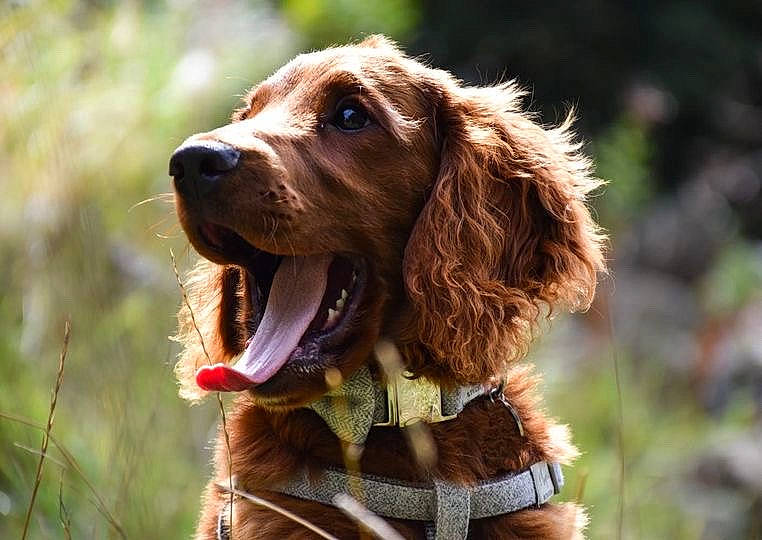 Jarvis is registered to the contest to win money with this photo: canidae, carnivore, cocker_spaniel, collar, companion_dog, dog, dog_breed, dog_collar, fang, fur, grass, gun_dog, hunting_dog, liver, pointing_breed, retriever, snout, spaniel, sporting_group, working_animal