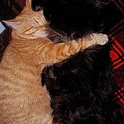 Tigger joined the competition — help win amazing prizes! cat, cats, ginger_cat, black_cat, pets, animals, sleeping, cuddle, hug, furry, fur, cozy, blanket, plaid, indoor, resting, cute, adorable, companions, relaxed