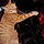 Tigger