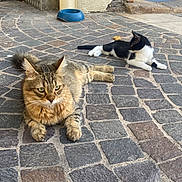 Zéphyr Et Oaple participe au concours pour gagner de l'argent avec cette photo : cat, cats, tabby, black_and_white_cat, fluffy, fur, whiskers, ears, eyes, lying_down, relaxed, outdoor, cobblestone, street, courtyard, blue_bowl, building, door, animal_portrait, pets