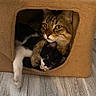 cats, tabby_cat, tuxedo_cat, white_cat, multiple_cats, pet, animal, feline, cat_face, whiskers, eyes, fur, cozy, cuddling, sleeping, hideaway, cat_house, carpeted, indoor, wood_floor