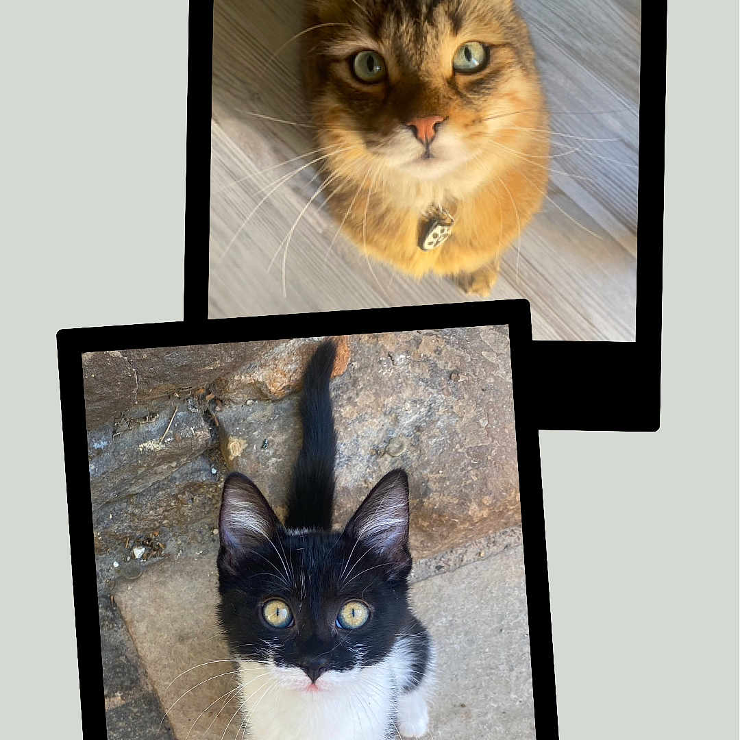 Zéphyr Et Oaple