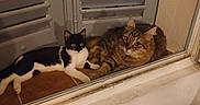 Zéphyr Et Oaple a rejoint le concours — aidez-le/la à gagner de superbes lots ! cats, two_cats, black_and_white_cat, tabby_cat, longhaired_cat, pets, animals, window, shutters, indoors, window_sill, resting, lying_down, looking_at_camera, fur, whiskers, ears, home, radiator, cozy