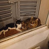 cats, two_cats, black_and_white_cat, tabby_cat, longhaired_cat, pets, animals, window, shutters, indoors, window_sill, resting, lying_down, looking_at_camera, fur, whiskers, ears, home, radiator, cozy