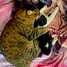 cats, two_cats, tabby_cat, black_and_white_cat,  cuddling, sleeping, lying_down, bed, blanket, pink_blanket, fur, whiskers, paws, indoor, cozy, pet, mammal, close_up, relaxed, cuddle