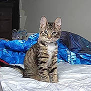 Dexter joined the competition — help win amazing prizes! animal, bed, blanket, cat, collar, comfort, curious, domestic_cat, ears, feline, fur, home, indoor, looking, pet, resting, sitting, striped, tabby, whiskers