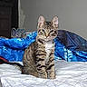 animal, bed, blanket, cat, collar, comfort, curious, domestic_cat, ears, feline, fur, home, indoor, looking, pet, resting, sitting, striped, tabby, whiskers