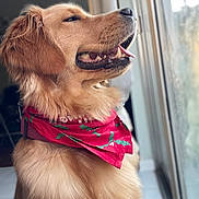 Milu is registered to the contest to win money with this photo: animal, bandana, canine, close_up, dog, domestic_animal, fur, golden_retriever, happy, indoor, light, looking_out, pet, portrait, red_bandana, side_view, smiling, tile_floor, tongue_out, window