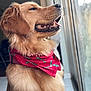 animal, bandana, canine, close_up, dog, domestic_animal, fur, golden_retriever, happy, indoor, light, looking_out, pet, portrait, red_bandana, side_view, smiling, tile_floor, tongue_out, window