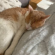 Amaru a rejoint le concours — aidez-le/la à gagner de superbes lots ! animal, blanket, cat, close_up, comfort, cozy, cute, feline, fur, home, indoor, napping, orange_and_white, peaceful, pet, quiet, relaxation, resting, sleeping, soft_texture