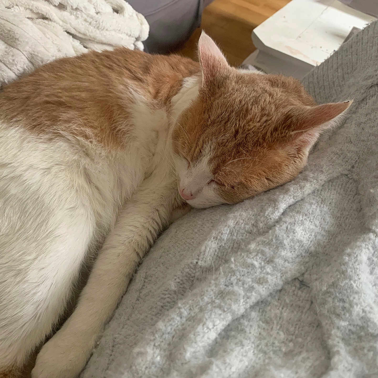 Amaru a rejoint le concours — aidez-le/la à gagner de superbes lots ! animal, blanket, cat, close_up, comfort, cozy, cute, feline, fur, home, indoor, napping, orange_and_white, peaceful, pet, quiet, relaxation, resting, sleeping, soft_texture