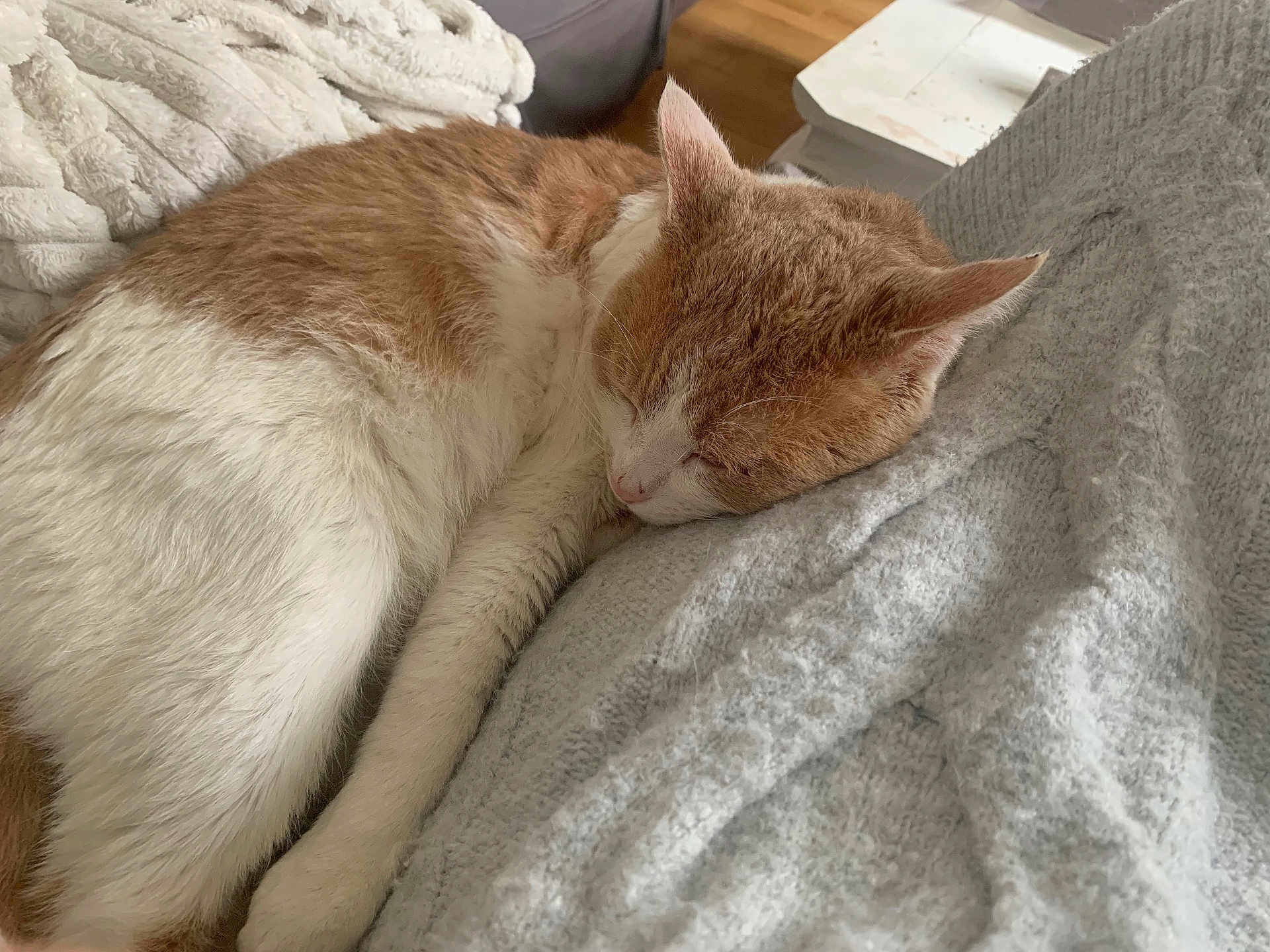 Amaru a rejoint le concours — aidez-le/la à gagner de superbes lots ! animal, blanket, cat, close_up, comfort, cozy, cute, feline, fur, home, indoor, napping, orange_and_white, peaceful, pet, quiet, relaxation, resting, sleeping, soft_texture
