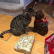 Pixie is registered to the contest to win money with this photo: cat, tabby_cat, decorative_dog, planter, flowers, wooden_floor, wrapped_gift, gift_wrap, holiday, christmas, present, carpeted_stairs, indoor, curious, pet, animal, floor, bag, red, green