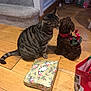 cat, tabby_cat, decorative_dog, planter, flowers, wooden_floor, wrapped_gift, gift_wrap, holiday, christmas, present, carpeted_stairs, indoor, curious, pet, animal, floor, bag, red, green