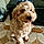 Oliver