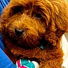 puppy, dog, fluffy, brown, cute, pet, animal, person, blue_shirt, holding, close_up, indoor, companion, cuddly, young_dog, face, fur, portrait, affection, comfort