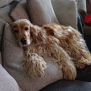 Bulle participe au concours pour gagner de l'argent avec cette photo : animal, canine, cocker_spaniel, comfort, cozy, curtains, dog, domestic_animal, fur, furniture, home, indoor, laying_down, living_room, pet, pillow, relaxed, resting, sofa, window