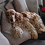 animal, canine, cocker_spaniel, comfort, cozy, curtains, dog, domestic_animal, fur, furniture, home, indoor, laying_down, living_room, pet, pillow, relaxed, resting, sofa, window