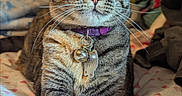 Kaiju joined the competition — help win amazing prizes! bed, blanket, blue_eye, cat, close_up, collar, cozy, crossed_paws, domestic, feline, green_eye, heart_pattern, heterochromia, indoor, paw, pet, portrait, tabby, tags, whiskers