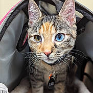 Kaiju is registered to the contest to win money with this photo: amber_eye, animal, blue_eye, cat, close_up, collar, curious, cute, domestic_animal, feline, fur, heterochromia, indoor, kitten, pet_carrier, portrait, soft, tag, whiskers, young