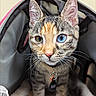 amber_eye, animal, blue_eye, cat, close_up, collar, curious, cute, domestic_animal, feline, fur, heterochromia, indoor, kitten, pet_carrier, portrait, soft, tag, whiskers, young
