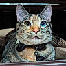 Kaiju joined the competition — help win amazing prizes! alert, animal, bell, blue_eye, brown, cat, closeup, collar, curious, cute, ears, furniture, green_eye, heterochromia, indoor, pet_tag, resting, striped, tabby, whiskers