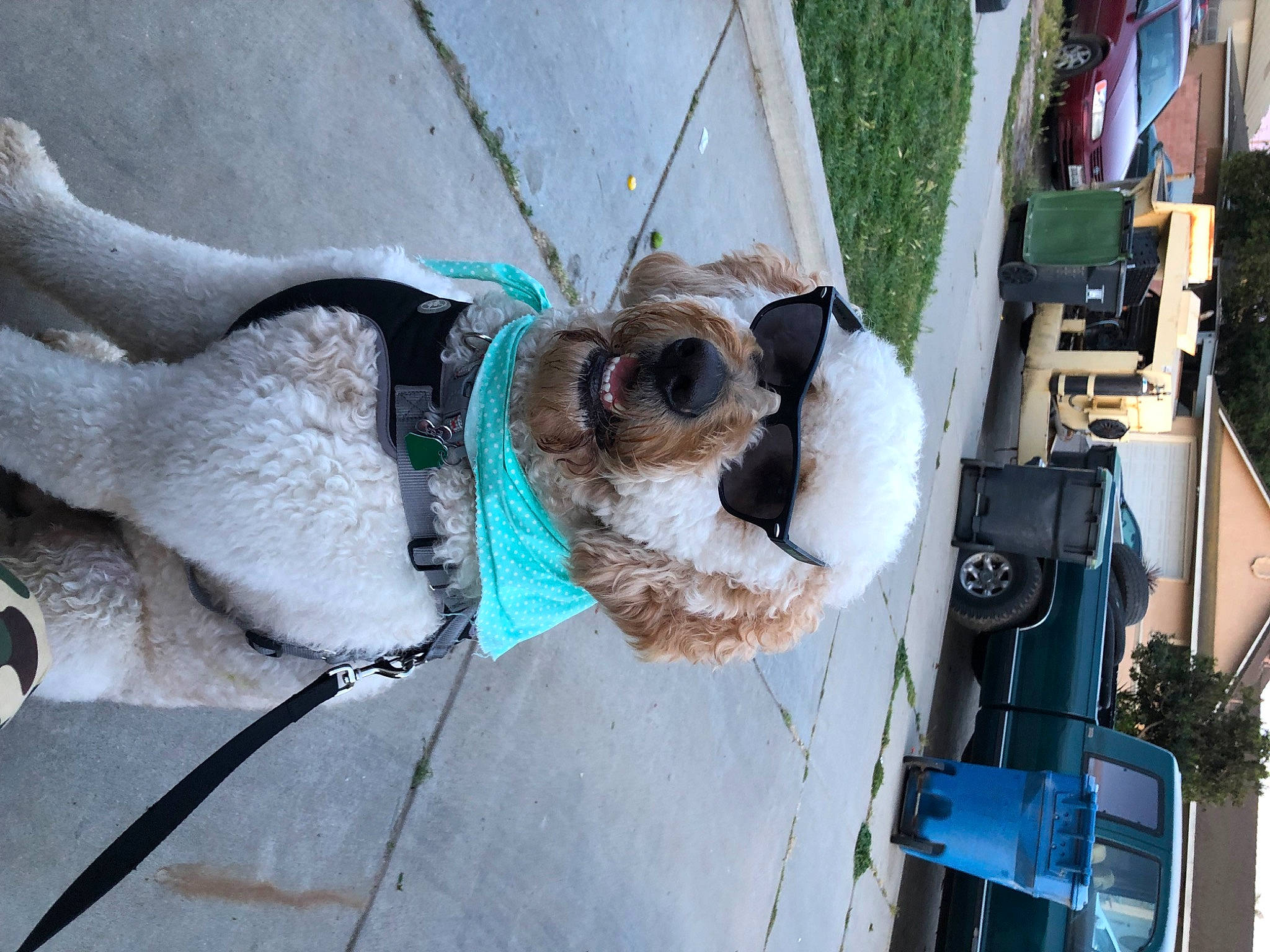 King Lucas is registered to the contest to win money with this photo: canidae, car, carnivore, collar, companion_dog, dog, dog_breed, dog_collar, eyewear, fawn, fur, leash, pet_supply, plant, sporting_group, stuffed_toy, tail, vehicle, vehicle_door, working_animal